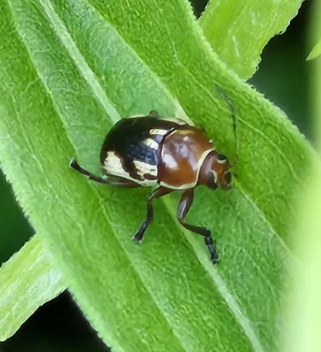 Inserted Case-bearing Leaf Beetle