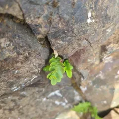 irregular polypody thumbnail 2