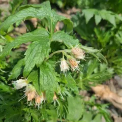 Fendler's Waterleaf thumbnail 3