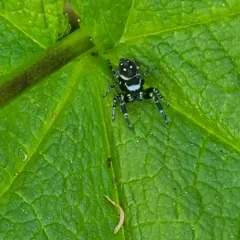 Black-marked Jumping Spider thumbnail 2