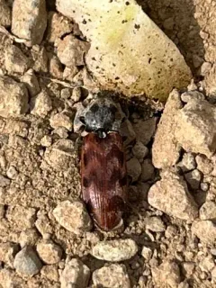 Pseudanostirus tigrinus thumbnail 3