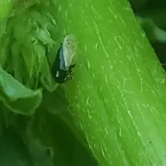 Honeylocust Treehopper thumbnail 3