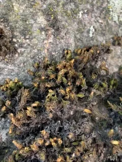 Smooth Bristle-moss thumbnail 3