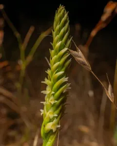 Western Ladies' Tresses thumbnail 4