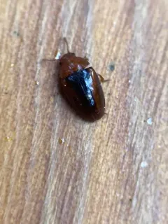 Triplax cuneata thumbnail 3