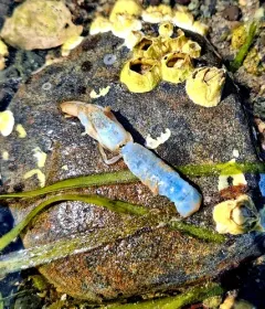 Blue Mud Shrimp thumbnail 3