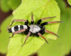 Sergiolus tennesseensis thumbnail 3