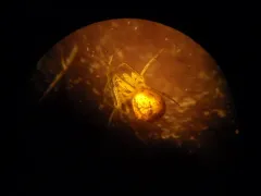 Western Pirate Spider thumbnail 4