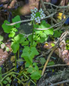 Brewer's bittercress thumbnail 2