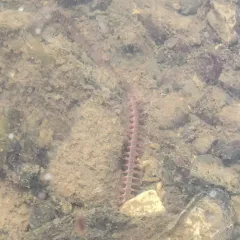 Clam Worm thumbnail 4