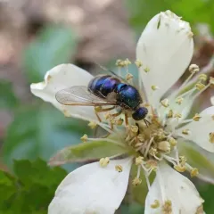 Eulonchus sapphirinus thumbnail 1