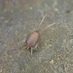 West Coast Ant Cricket thumbnail 2