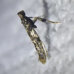 Cherry Leafroller Moth thumbnail 4