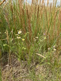 Western Daisy Fleabane thumbnail 2
