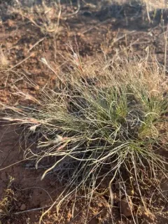 Webber's Needle Grass thumbnail 2