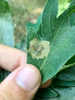 Cameraria macrocarpella thumbnail 1