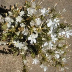 Granite Prickly Phlox thumbnail 3