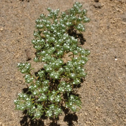 Cushion Cryptantha
