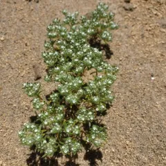 Cushion Cryptantha thumbnail 1
