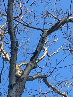 sooty bark disease thumbnail 1