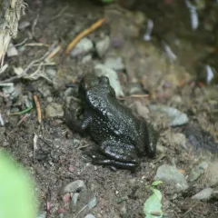 Rocky Mountain Tailed Frog thumbnail 4