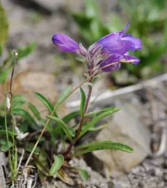 Gorman's Beardtongue thumbnail 4