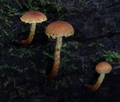 Pleuroflammula subsulphurea thumbnail 3