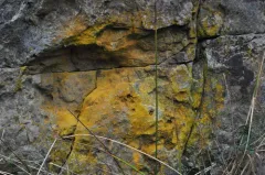 Leproplaca chrysodeta thumbnail 2