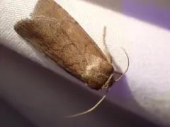Brown Sallow thumbnail 2