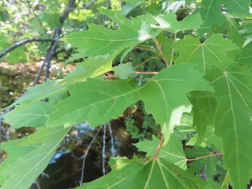Dasineura aceris