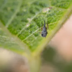 Hollyhock Weevil thumbnail 4
