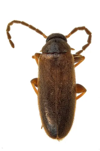 Canifa pallipes