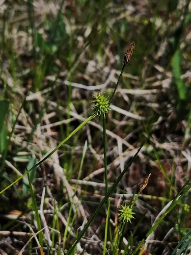 Long-stalked Yellow-sedge