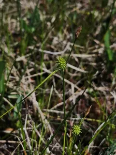 Long-stalked Yellow-sedge thumbnail 1
