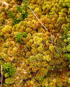 Northeastern Peatmoss thumbnail 4