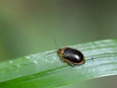 Capraita circumdata thumbnail 4