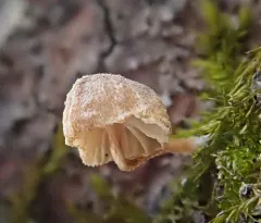 mauve bonnet thumbnail 3