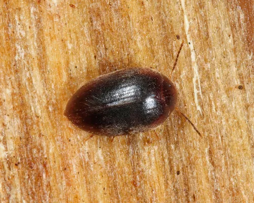 Nycteus oviformis