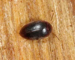 Nycteus oviformis thumbnail 1