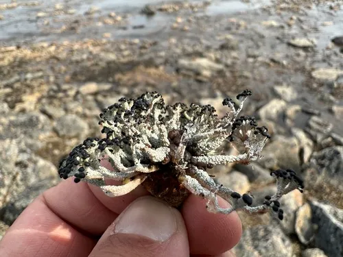 Robust Matchstick Lichen