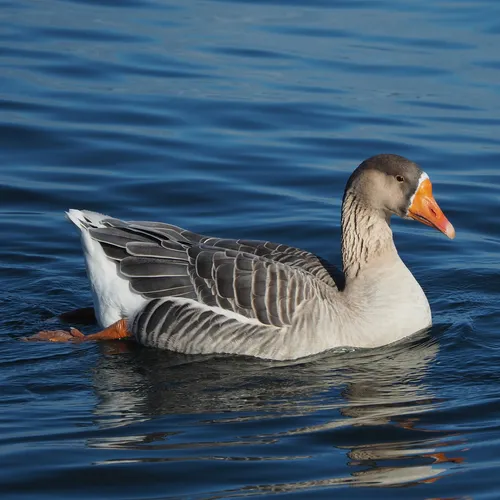Greater White-fronted Goose