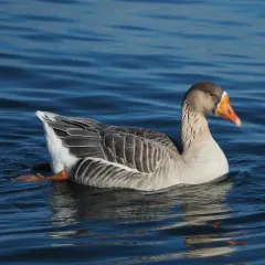Greater White-fronted Goose thumbnail 1