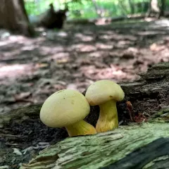 Yellow Gymnopilus thumbnail 3