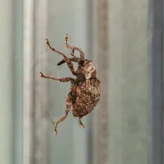 Hawthorn Curculio thumbnail 3