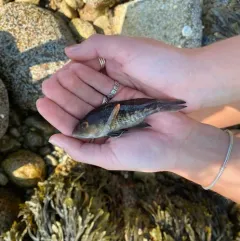 Black Sea Bass thumbnail 3