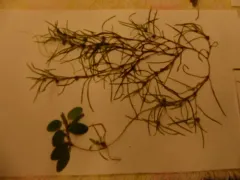 diverse-leaved pondweed thumbnail 4
