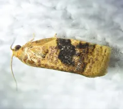 Archips nigriplagana thumbnail 2