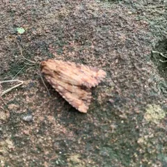 Wood-colored Apamea Moth thumbnail 3