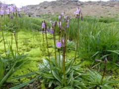alpine shooting star thumbnail 2