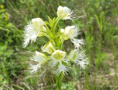 Western Prairie White Fringed Orchid thumbnail 2